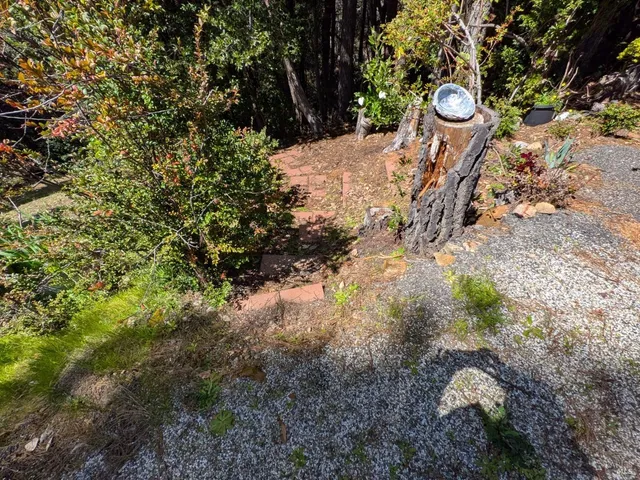 a view of a tree with a yard