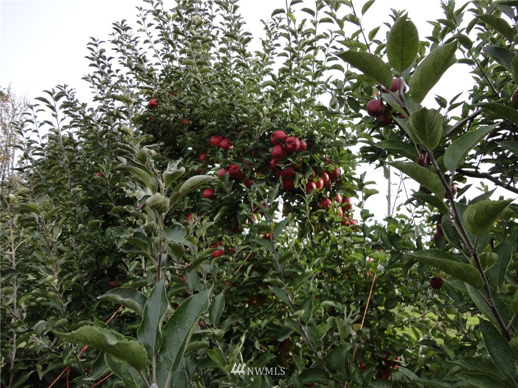 8883 North Pass Road Sumas, WA 98295 - Photo 10 of 25 a view of a tree in a yard