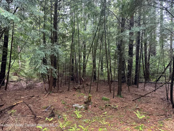 a view of a forest filled with trees