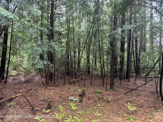 a view of a forest filled with trees