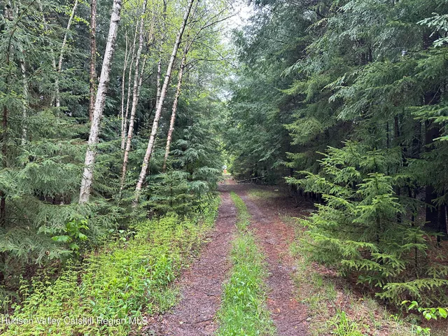 a view of a garden with plants