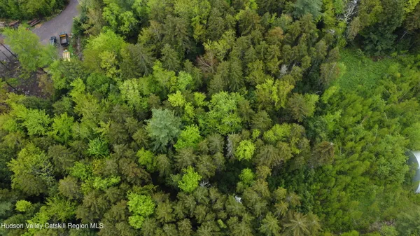 a view of a lush green forest with a tree