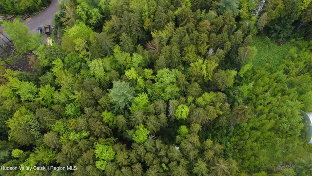 a view of a lush green forest with a tree