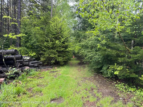 a view of a garden with plants and a bench