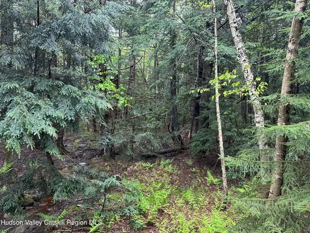 a view of a lush green forest