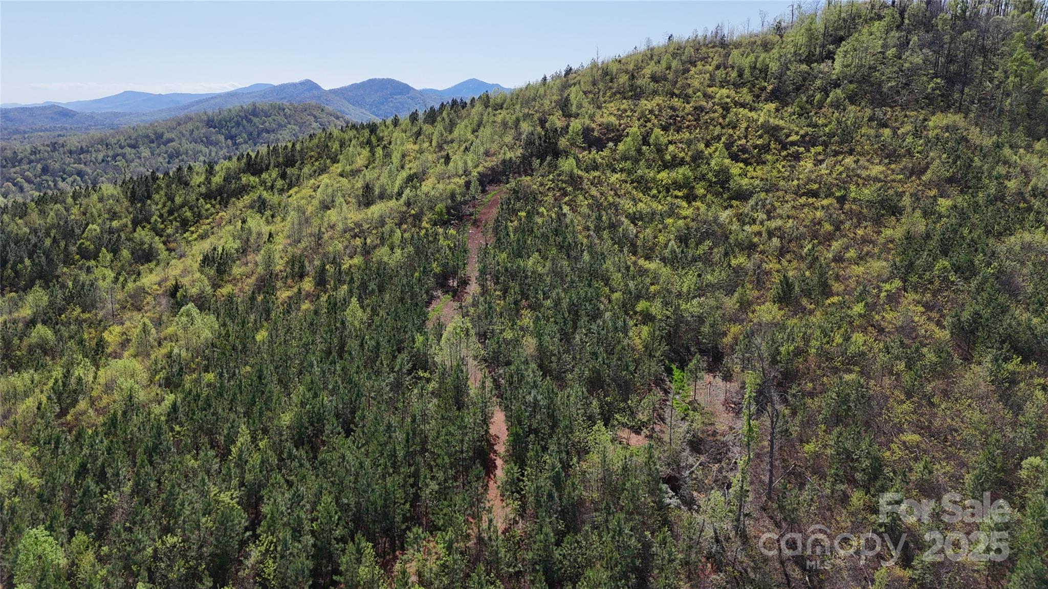 a view of a lush green forest with a mountain