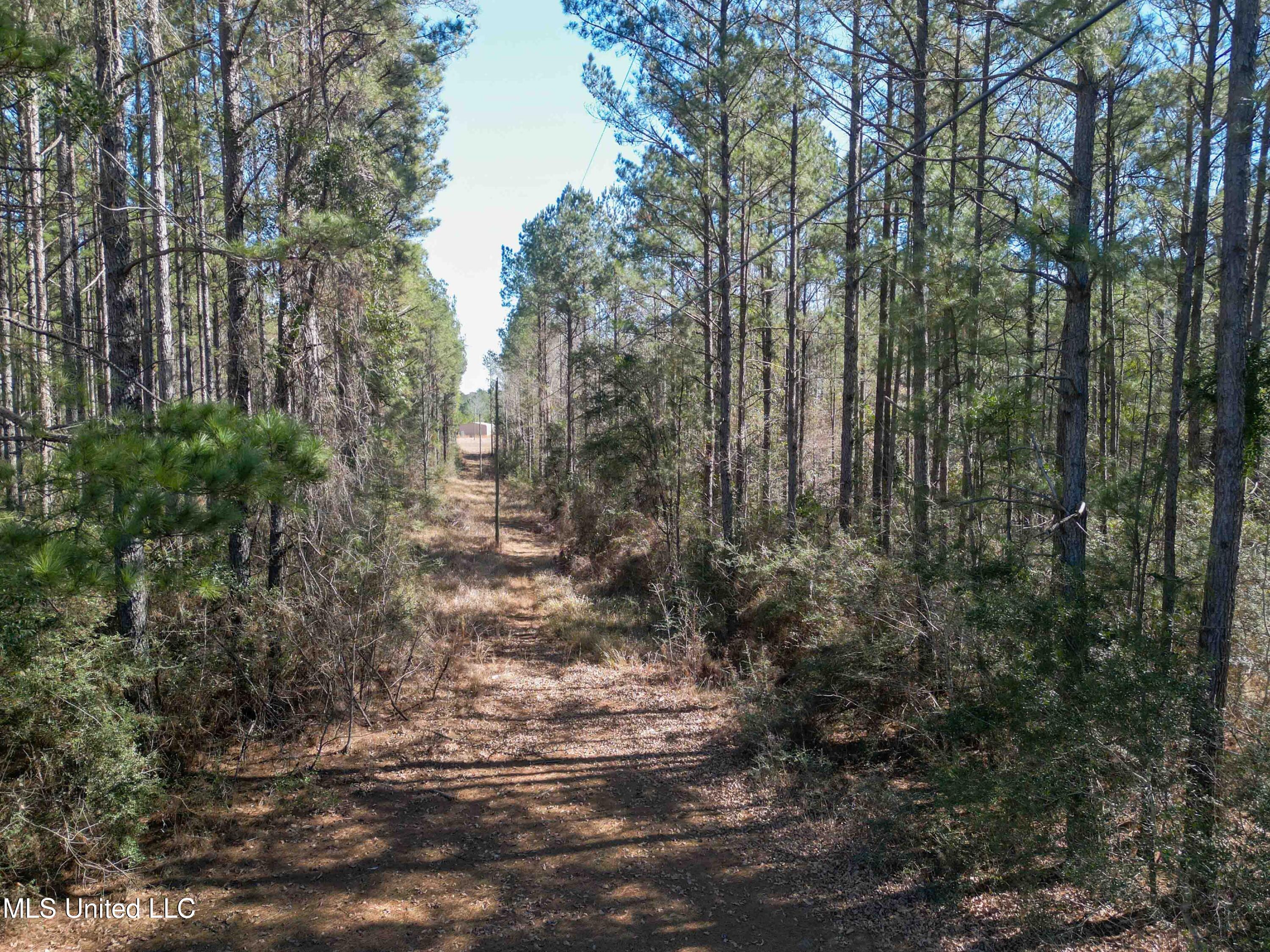 140 Cades Ridge Neely, MS 39461 - Photo 29 of 33 Land View
