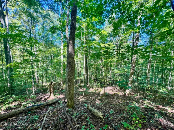 $55,000 | Lot 53 West Bobcat Lane, Wilder, TN 38589