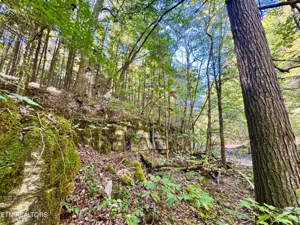 $55,000 | Lot 53 West Bobcat Lane, Wilder, TN 38589