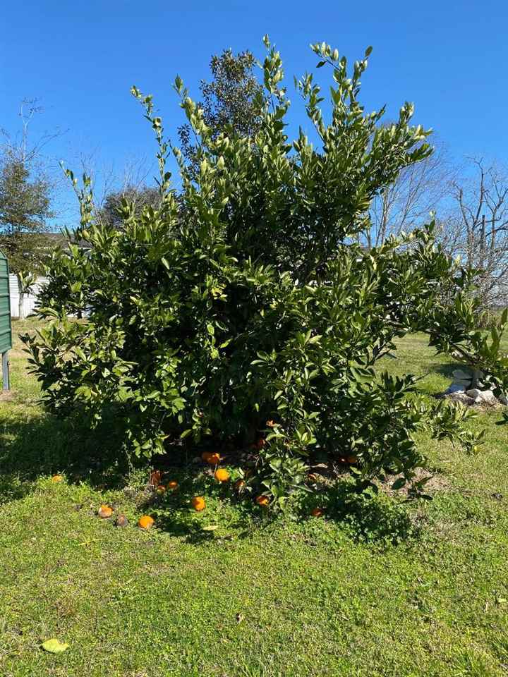 1021 Ridge Road Cairo, GA 39827 - Photo 2 of 19