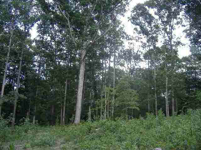 0 Dudley Collins Road Royston, GA 30662 - Photo 5 of 6