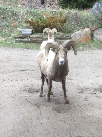 a view of a large mountains with green field in front of it