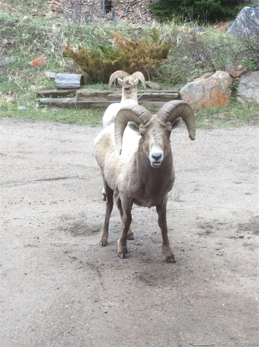 817 Valley View Drive Georgetown, CO 80444 - Photo 28 of 30 a view of a yard in back