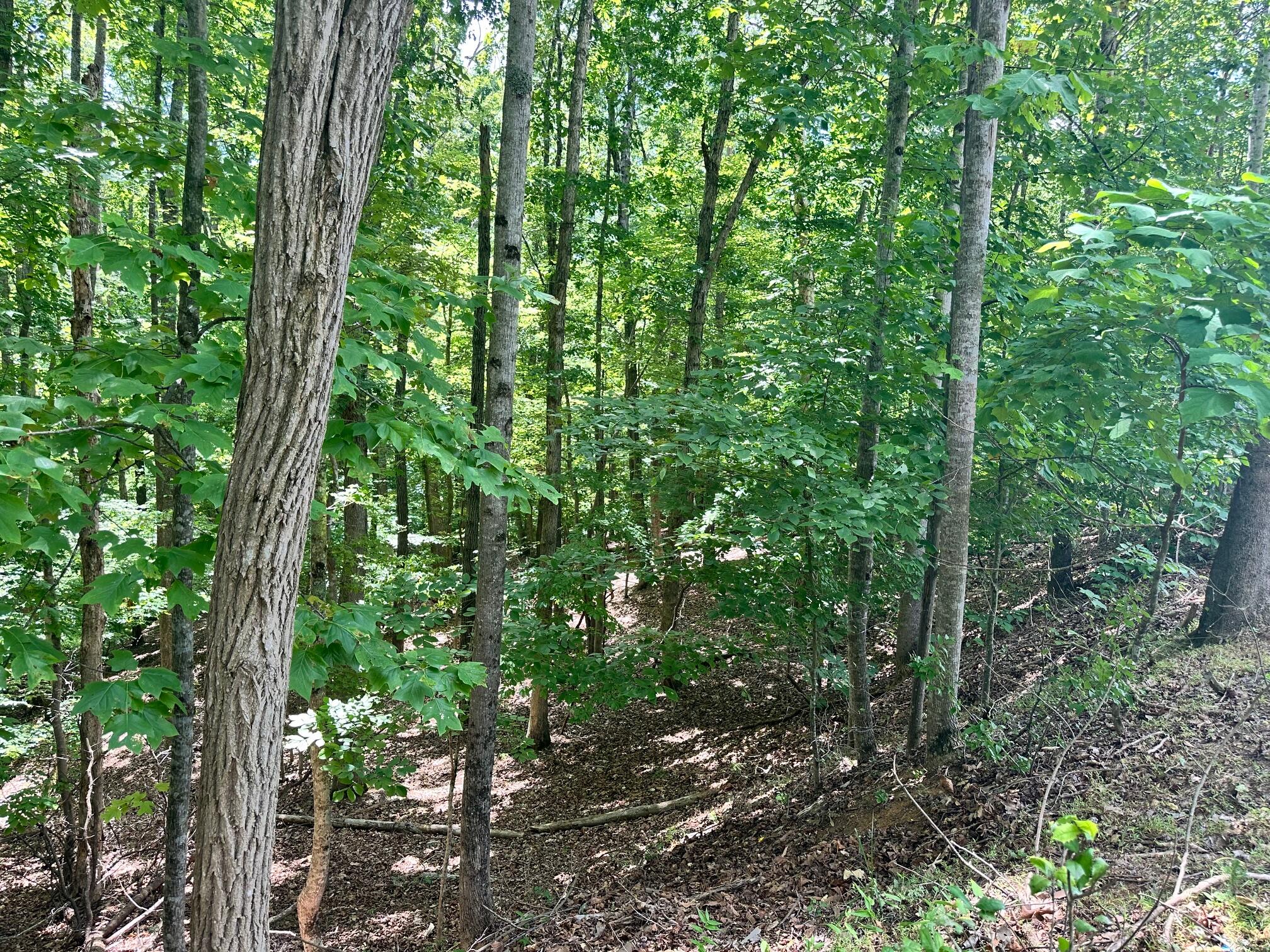 Lot 65 Ridgeway Court Moneta, VA 24121 - Photo 4 of 11 a view of forest