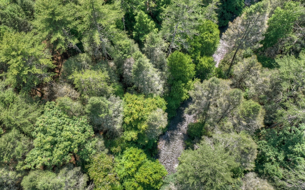 Lt38 River Road Cherry Log, GA 30522 - Photo 8 of 14 Additional View