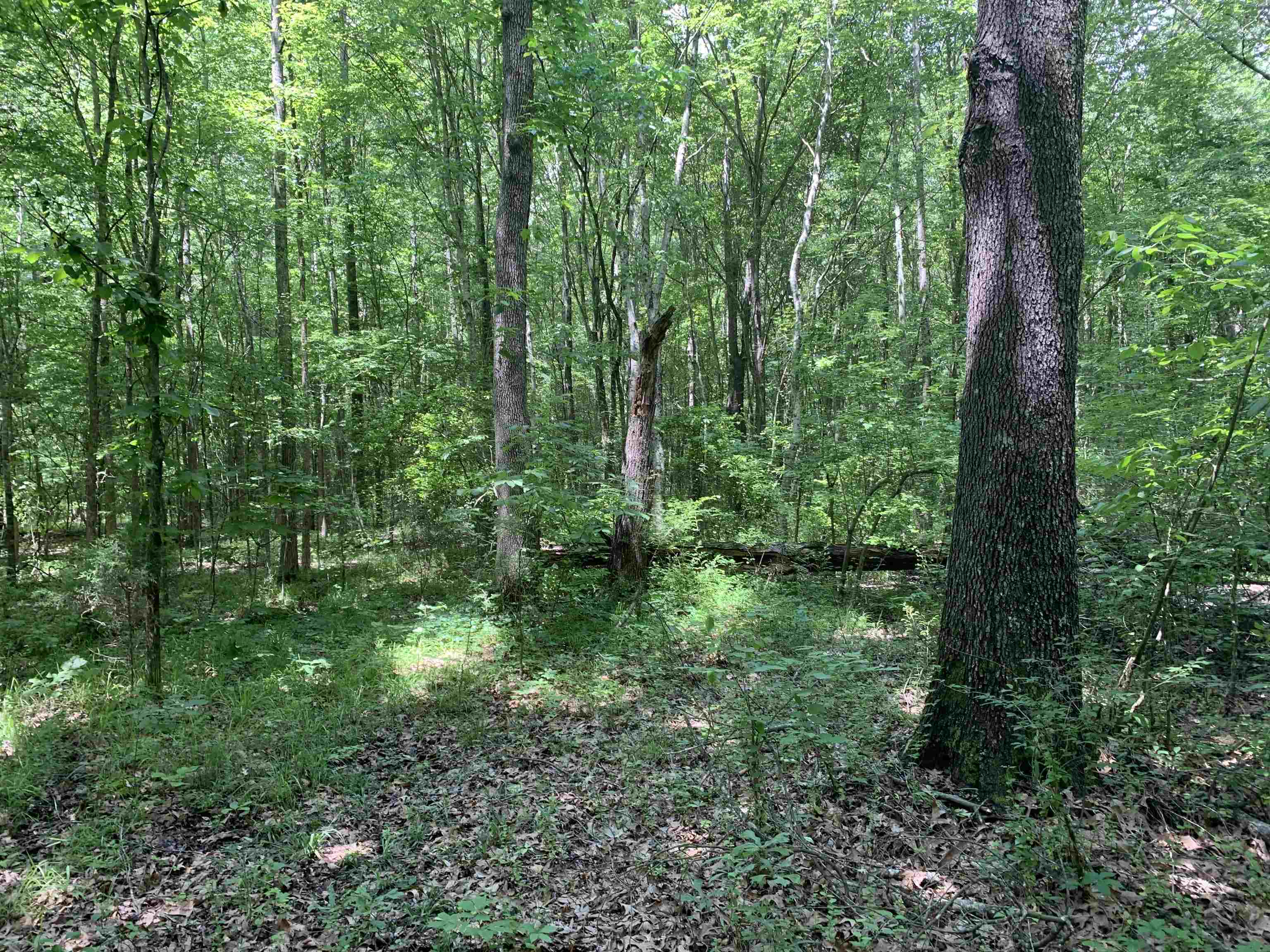 1754 Mt Vernon Road Ramer, TN 38367 - Photo 8 of 12 a view of forest