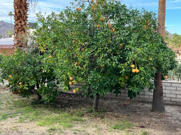 a view of a tree in a yard