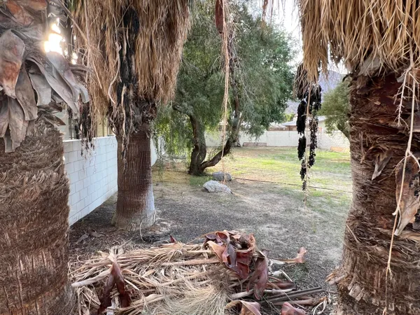 a view of a yard with a tree