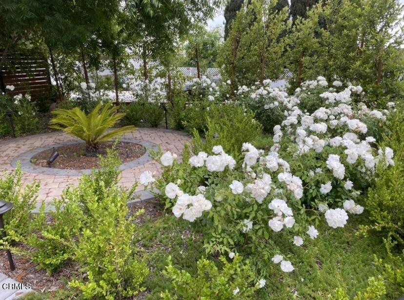 10444 Tujunga Canyon Boulevard Tujunga, CA 91042 - Photo 9 of 10 a view of flowers in bunch