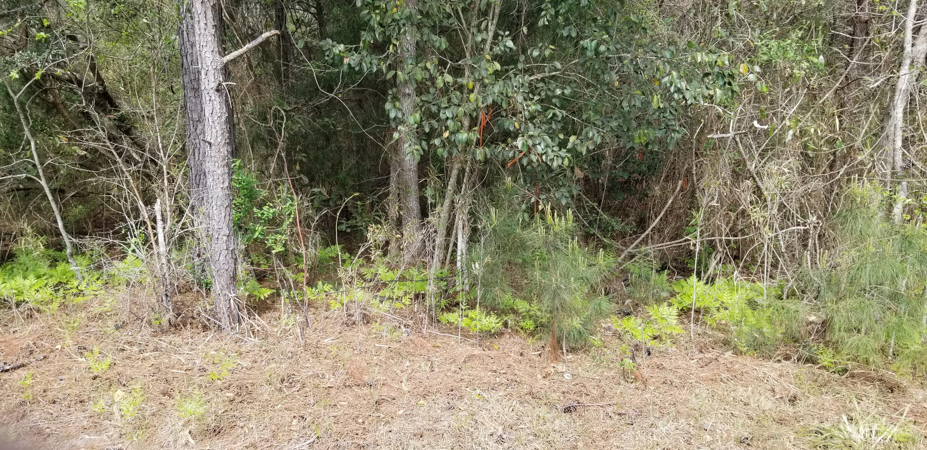 0 Randolph Drive Smoaks, SC 29481 - Photo 2 of 2 RAN 1