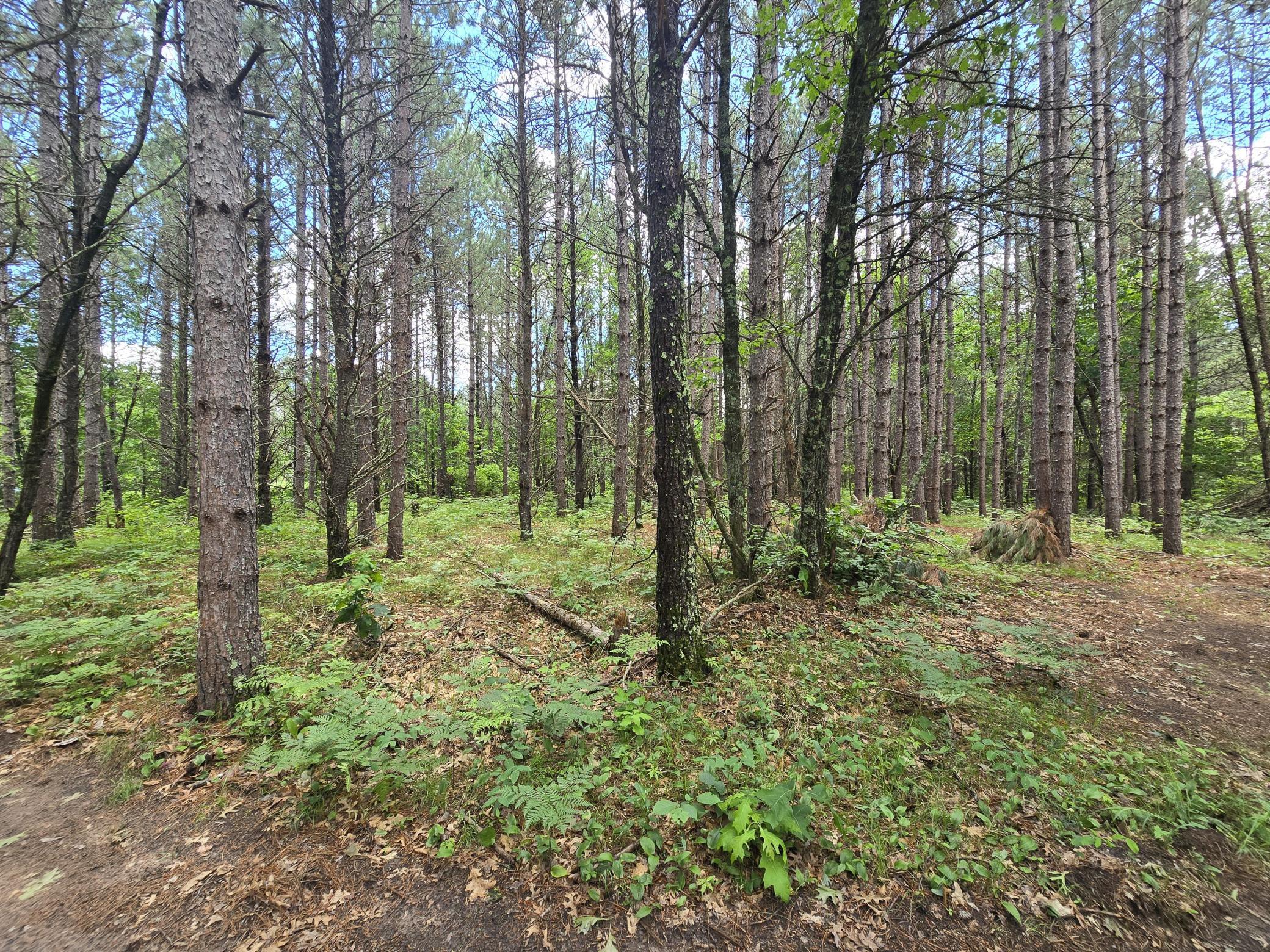26131 Ostergren Road Webster, WI 54893 - Photo 8 of 16