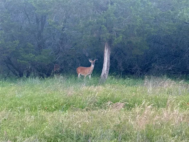 a view of a lush green outdoor space
