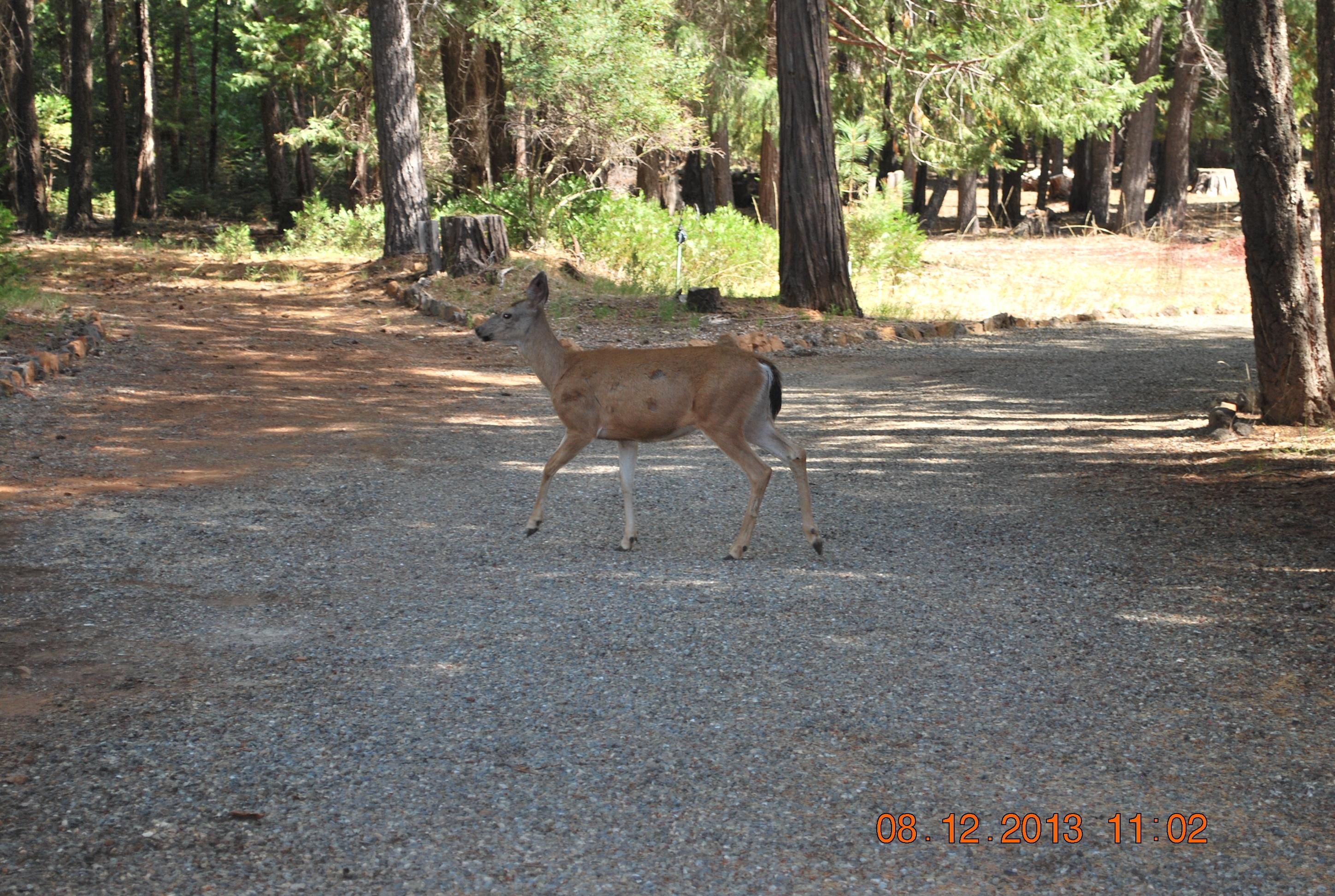 8282 McCumber Lk Road Shingletown, CA 96088 - Photo 36 of 36 Visitor