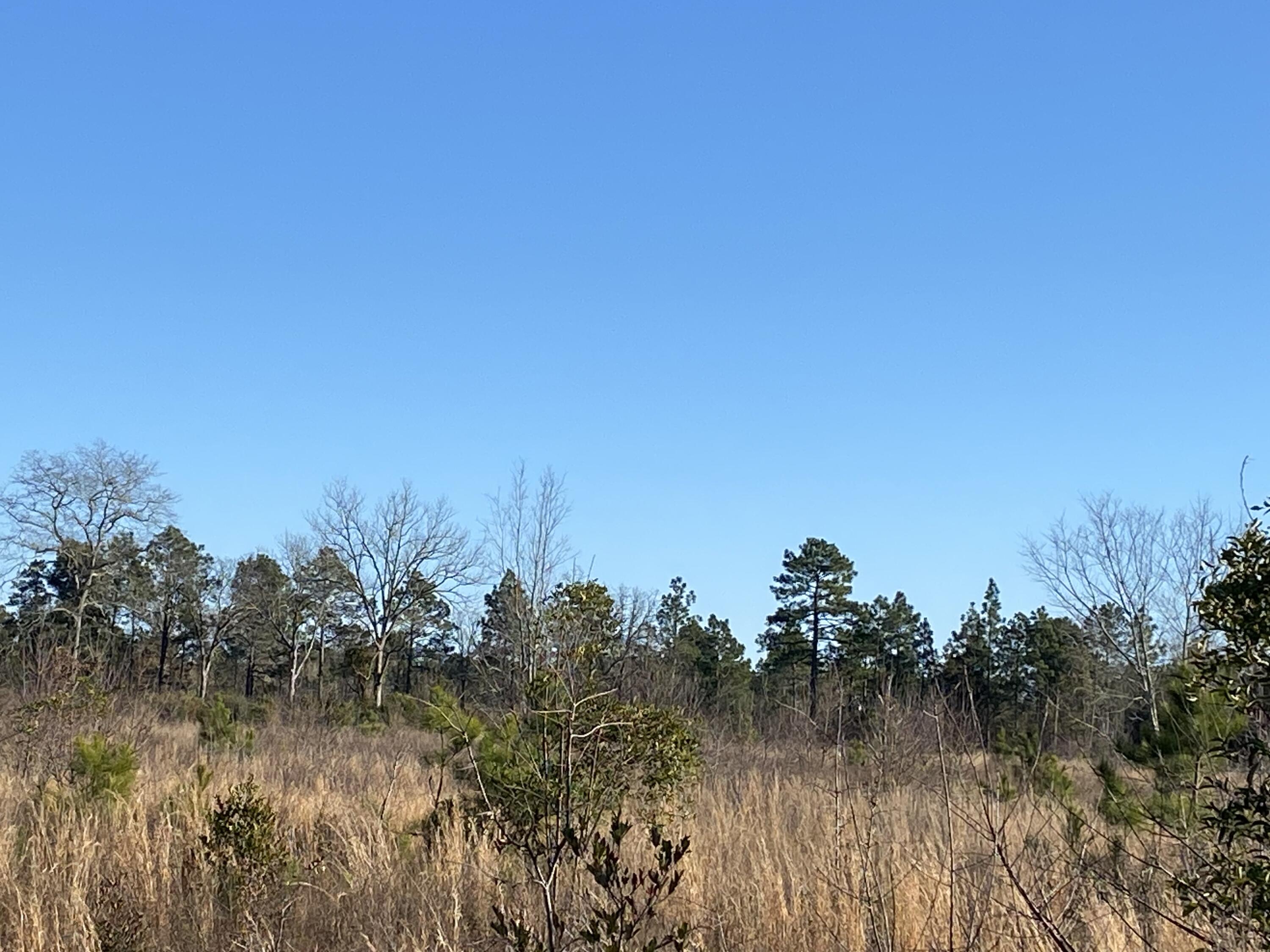 Lot 4 Old Shoals Road Monetta, SC 29105 - Photo 15 of 18