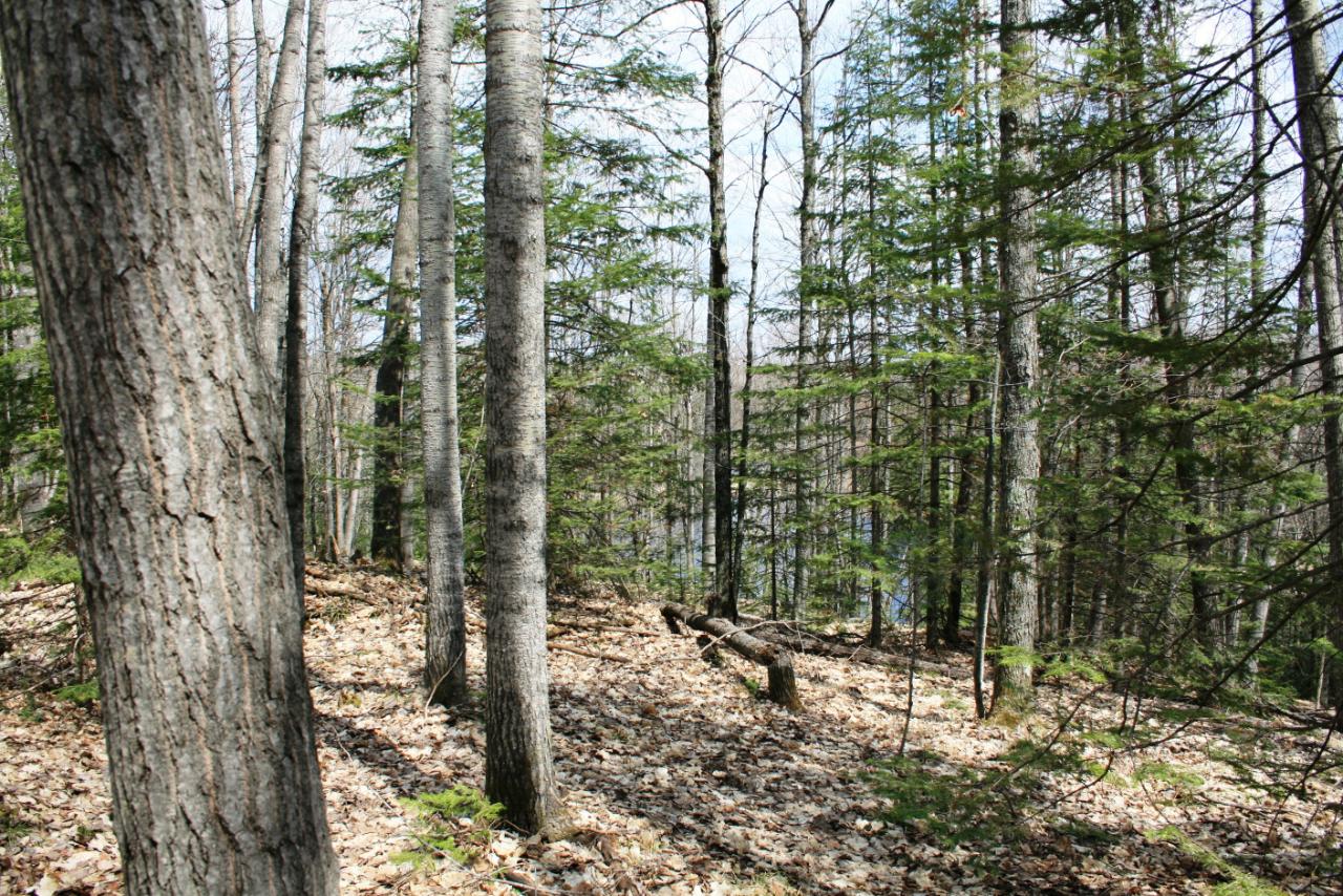 Tbd State Line Road Marenisco, MI 49947 - Photo 4 of 17 Gallery Image 4