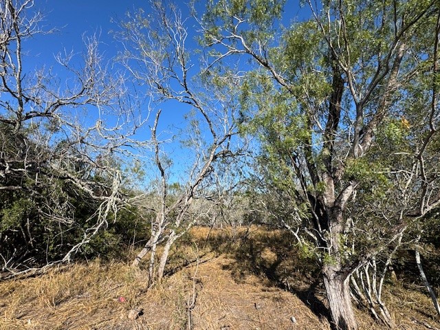 Tbd Frio Tynan, TX 78391 - Photo 1 of 3 a view of a forest with large trees