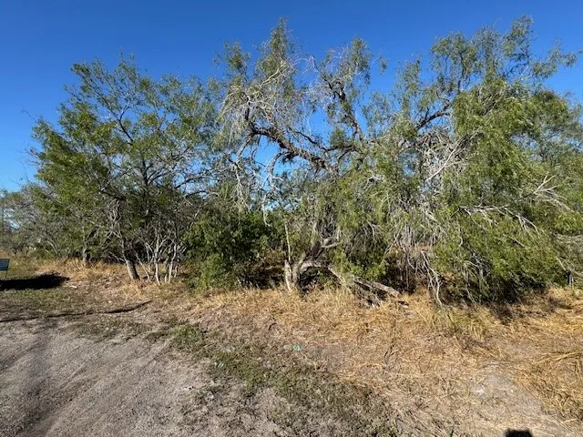 a view of a forest with trees in the background