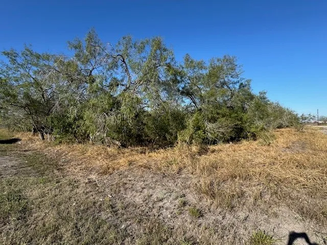 a view of a yard with a tree