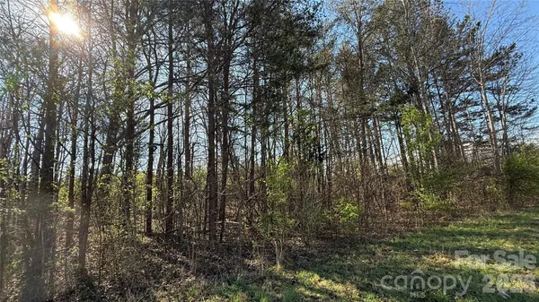 a view of forest