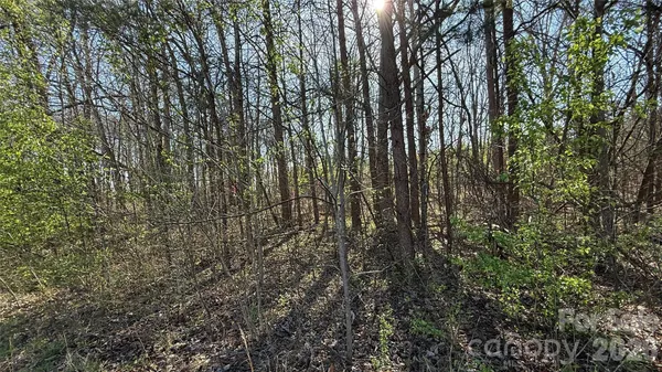a view of forest