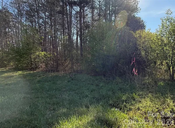 a view of a forest with trees in the background