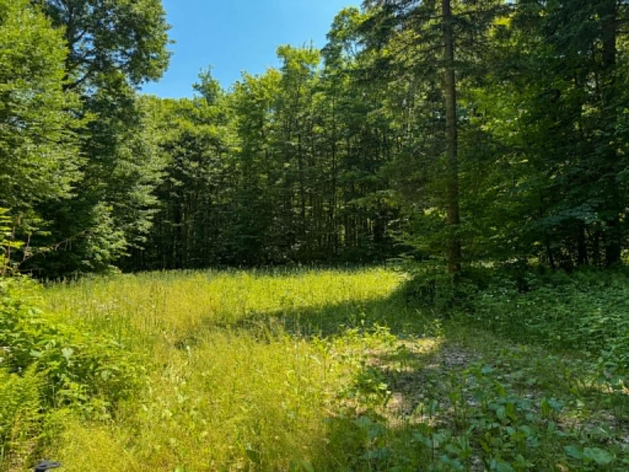 801 Red Schoolhouse Road Wheelock, VT 05851 - Photo 8 of 11