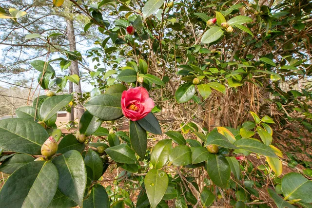 $1,049,900 | 1164 Arbutus Hills Drive, Aiken, SC 29801