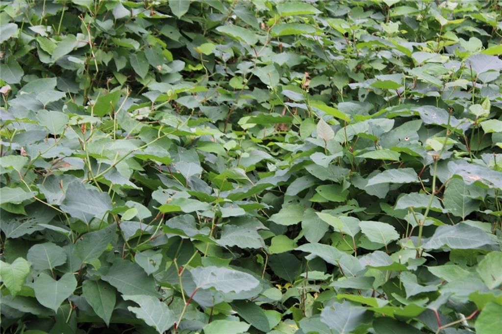 2101 Butler Logan Road Tarentum, PA 15084 - Photo 10 of 13 a view of a plant