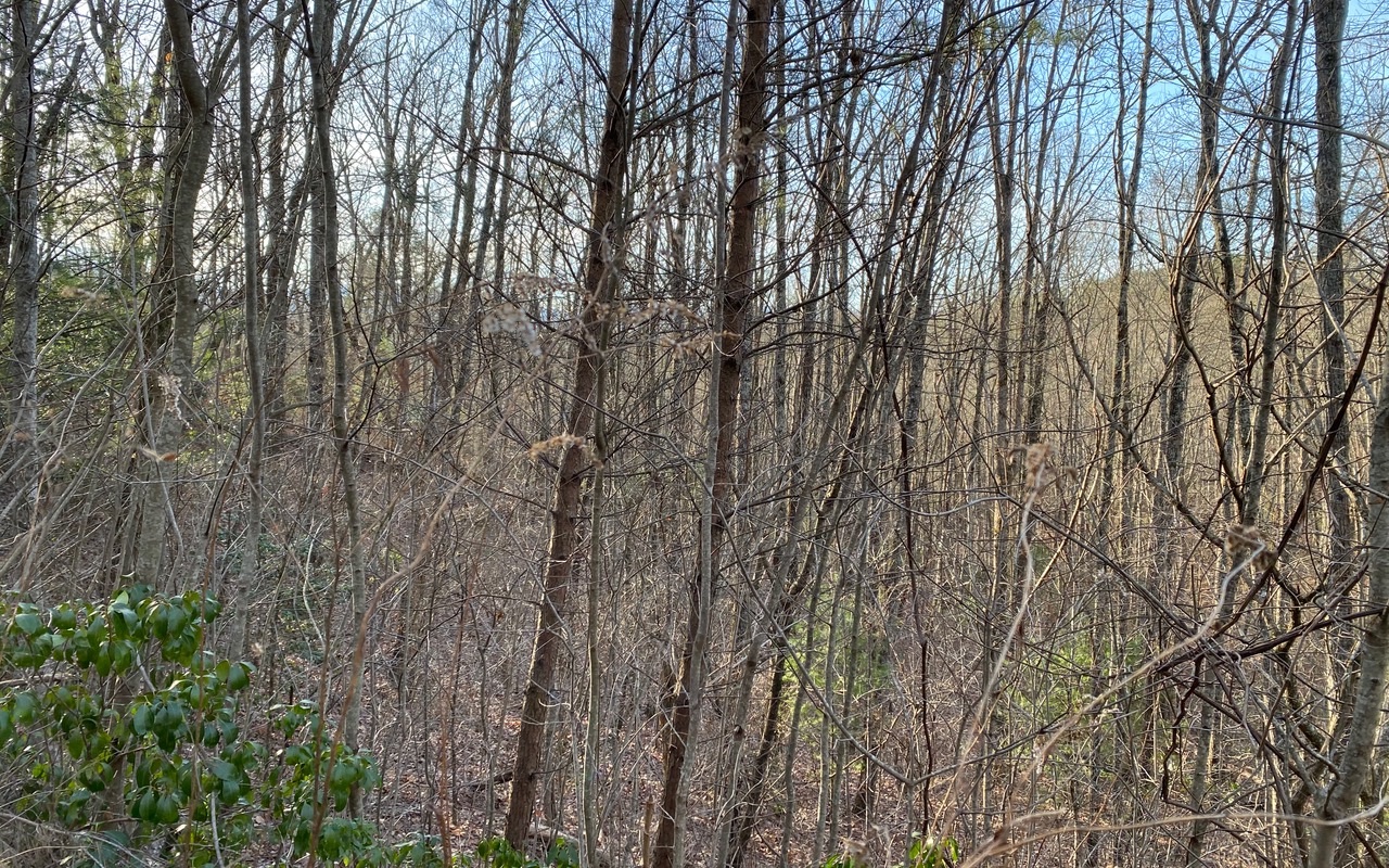 Lot14 Price Road Blue Ridge, GA 30513 - Photo 1 of 2 a view of forest