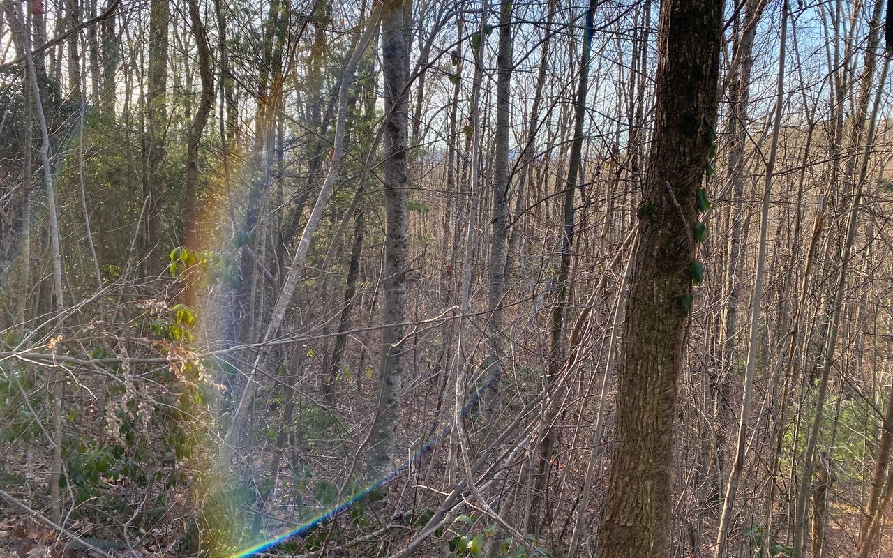 Lot14 Price Road Blue Ridge, GA 30513 - Photo 2 of 2 a backyard of a house with lots of green space