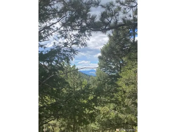 a picture of a tree in a forest