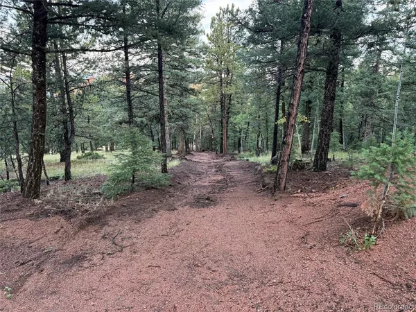 a view of a forest with trees in the background