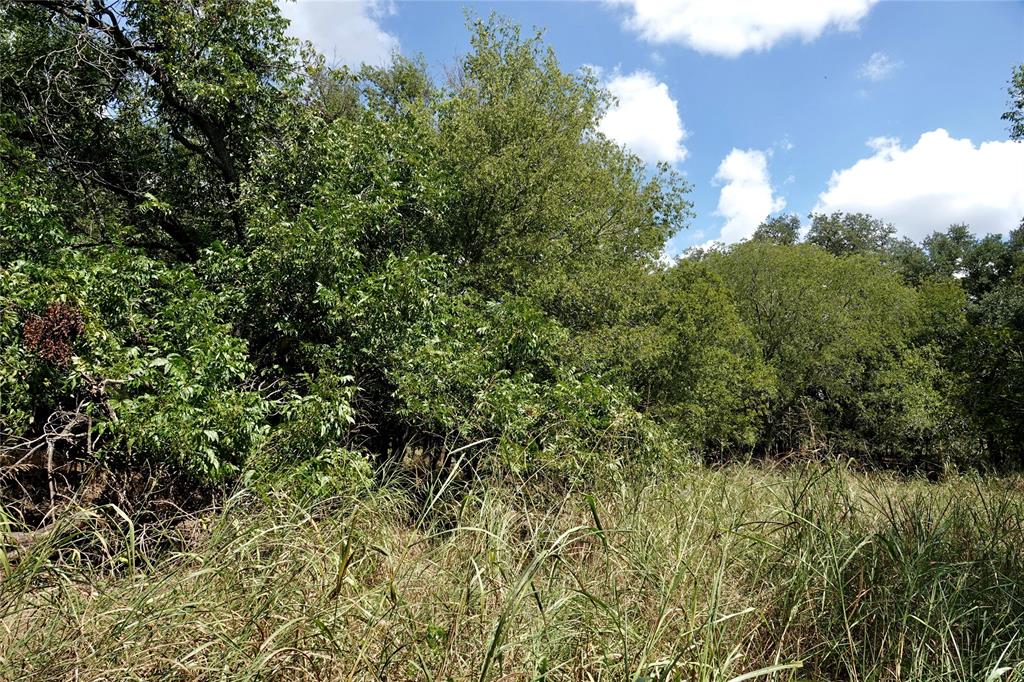 1407 West Maple Goldthwaite, TX 76844 - Photo 12 of 16 a view of a lush green forest