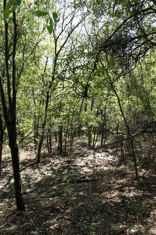 1407 West Maple Goldthwaite, TX 76844 - Photo 15 of 16 a large tree with lots of trees