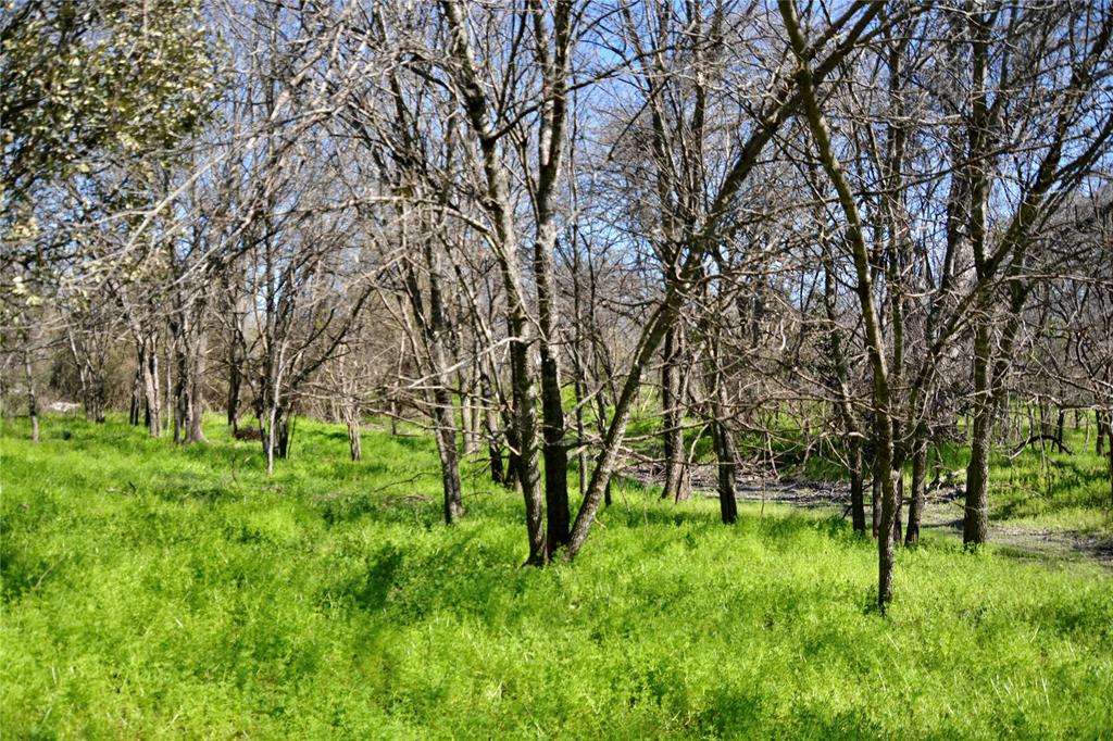 1407 West Maple Goldthwaite, TX 76844 - Photo 2 of 16 a big yard with lots of green space and deers