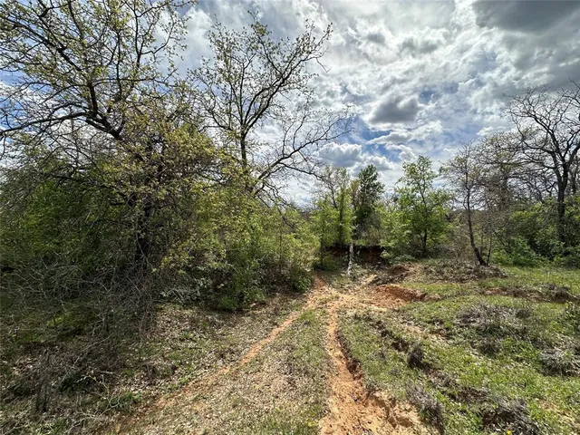 a view of a forest with trees in the background
