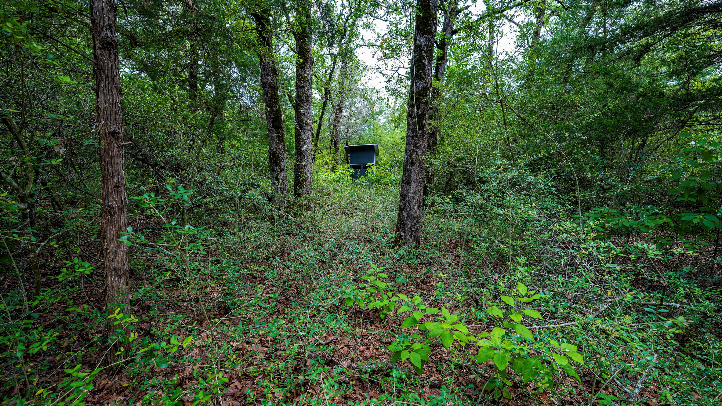 1470 22 Hills Road Gause, TX 77857 - Photo 22 of 35 A secluded wooded lot offers privacy and natural beauty, perfect for a peaceful retreat.