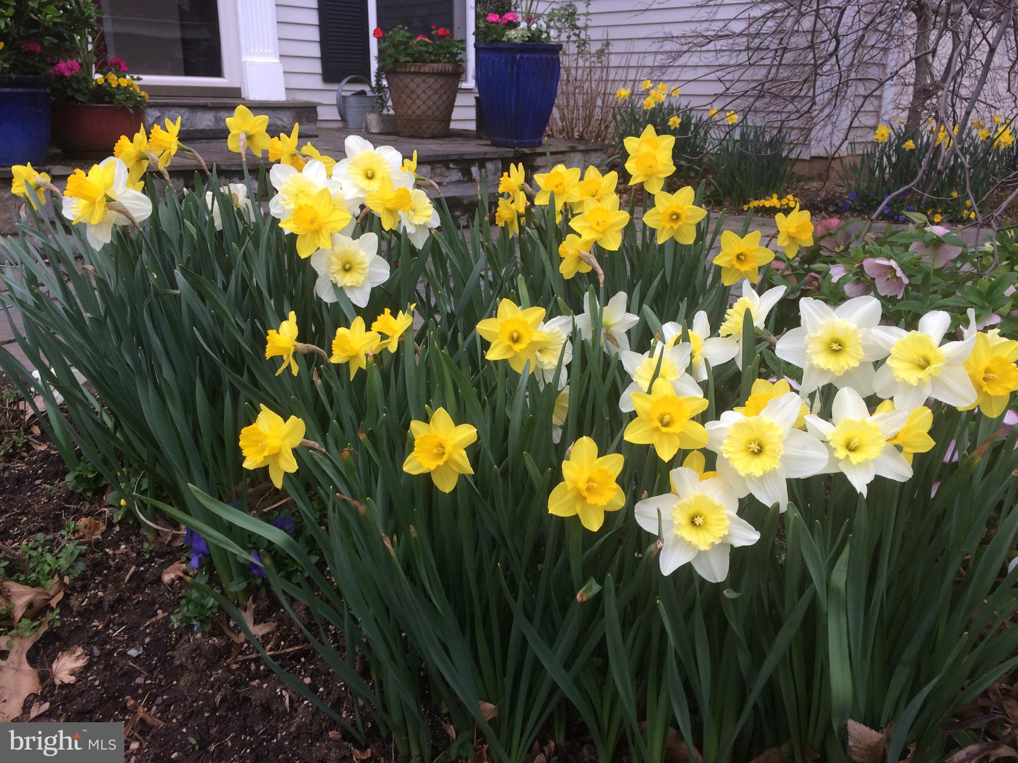 Beautiful perennial gardens
