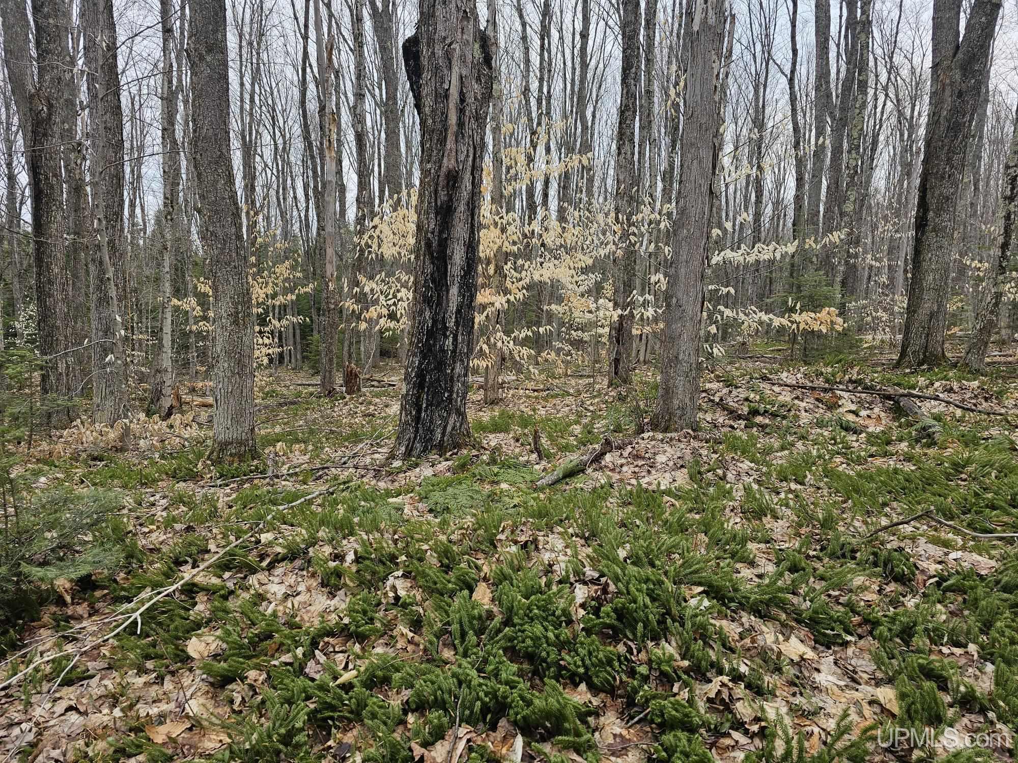 23 Camp 23 Road Germfask, MI 49836 - Photo 7 of 16
