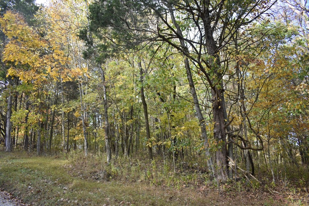 0 Defeated Creek Highway Carthage, TN 37030 - Photo 4 of 5 a view of a lake with lots of trees
